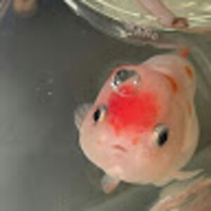 Meet your Posher, Eva e